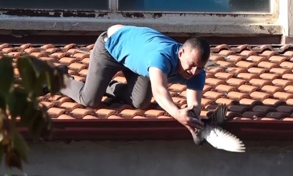 Güvercin kurtarma operasyonu!